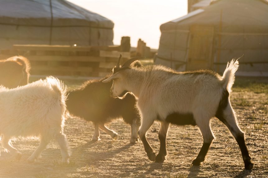 7 Advantages of Authentic Mongolian Cashmere